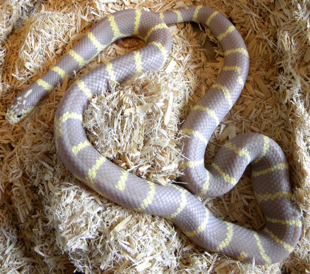 Hypo 2