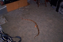 Floored