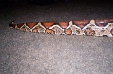 Getting tail