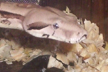 Closeup