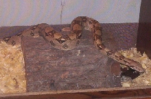 columbian boa constrictor