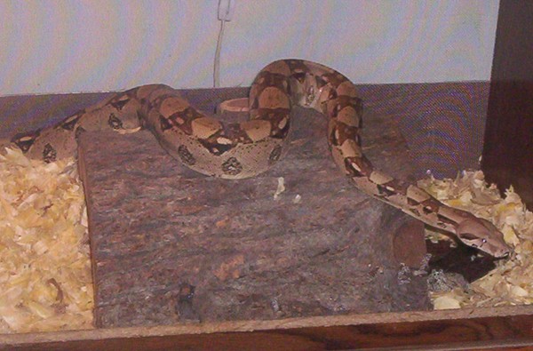 columbian boa constrictor