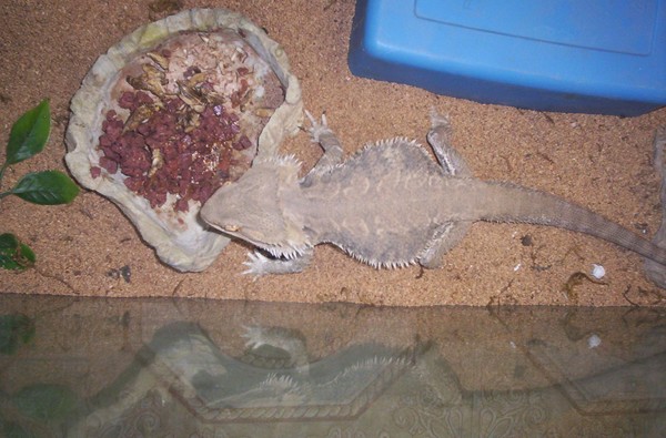 yum