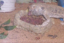 chowing
