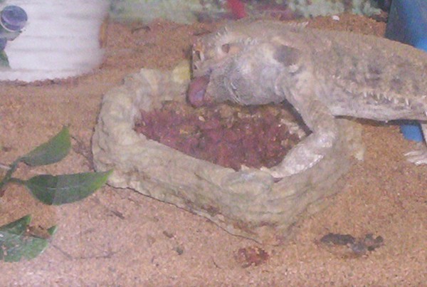 chowing