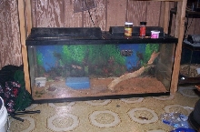 Dragon's Den