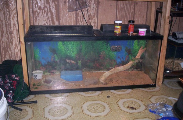 Dragon's Den