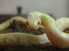 banana phase