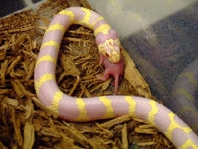 wu eating