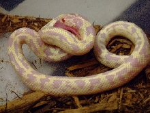 Chiquita