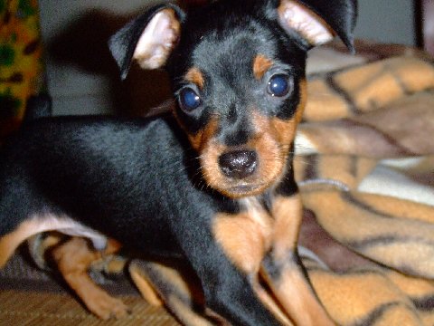 Bishop Don "the  magic minpin " Juan