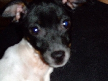 Harley