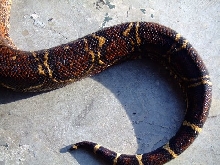 mr. lee ho's tail