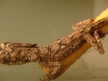 Bruceleroy3