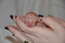 red tabby male