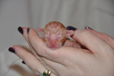 red tabby male
