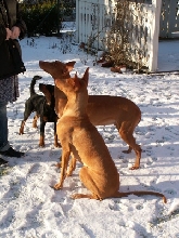 Treats for three