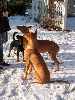 Treats for three