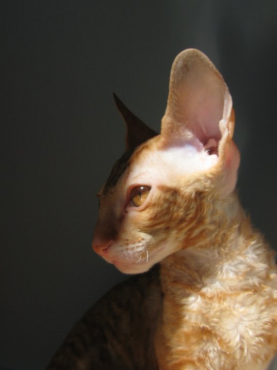 Ceasar in Profile