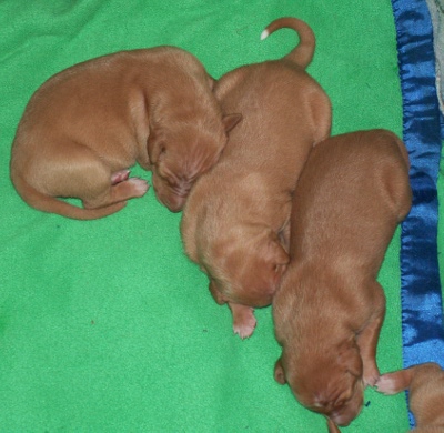 Enya_three in a pile