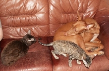 Enya with cats