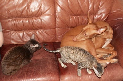 Enya with cats