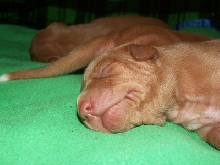 Enya_pup_face