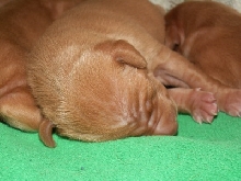 Enya_pup_head