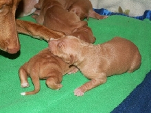 Enya_pup_me