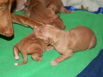 Enya_pup_me