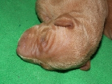 Enya_pup_head_2