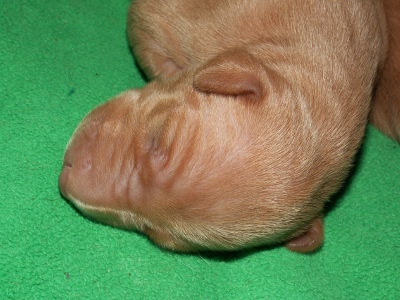 Enya_pup_head_2