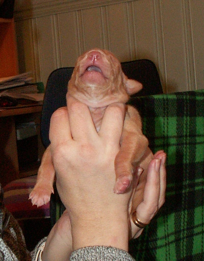 Enya_pup_cute