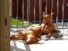 on the balcony