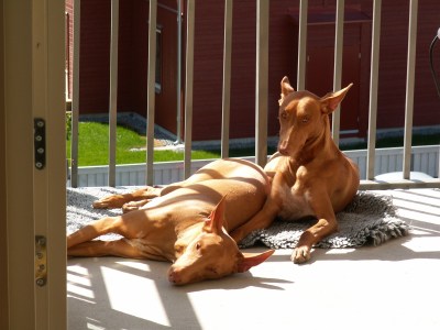 on the balcony