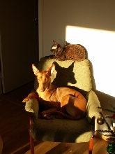 enya in the sun