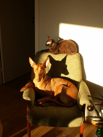 enya in the sun