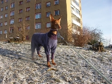Juno_front_pjs