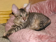 Little kyra