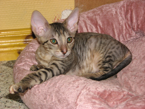 Little kyra