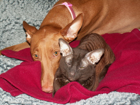 Sture and Enya