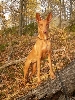 Saga in the woods