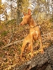 Saga in the sun