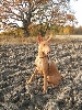 Saga in the field