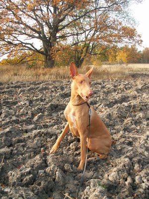 Saga in the field