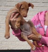 Enya girl pup 8wks