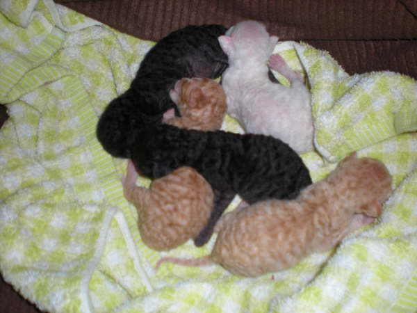 Crx kittens