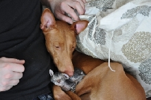 Enya and kitten