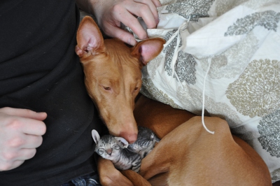 Enya and kitten