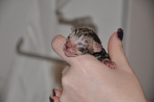 black tabby female